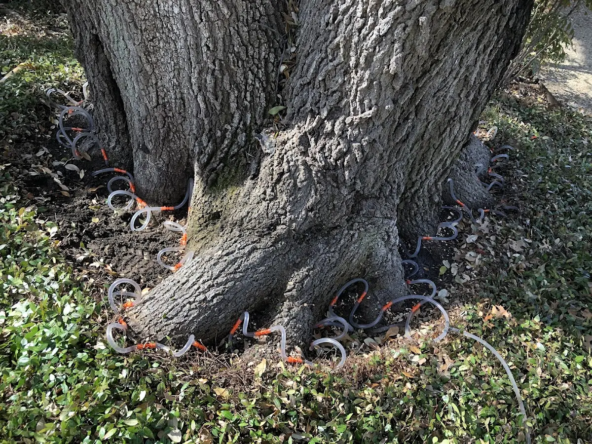 Detailed Tree Cabling and Bracing job site in Moss Beach
